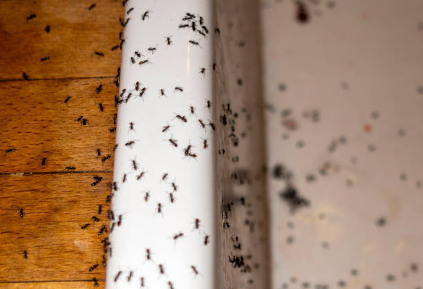 Best Pest Prevention Services  in London, CA